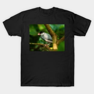 Java sparrow on a branch T-Shirt